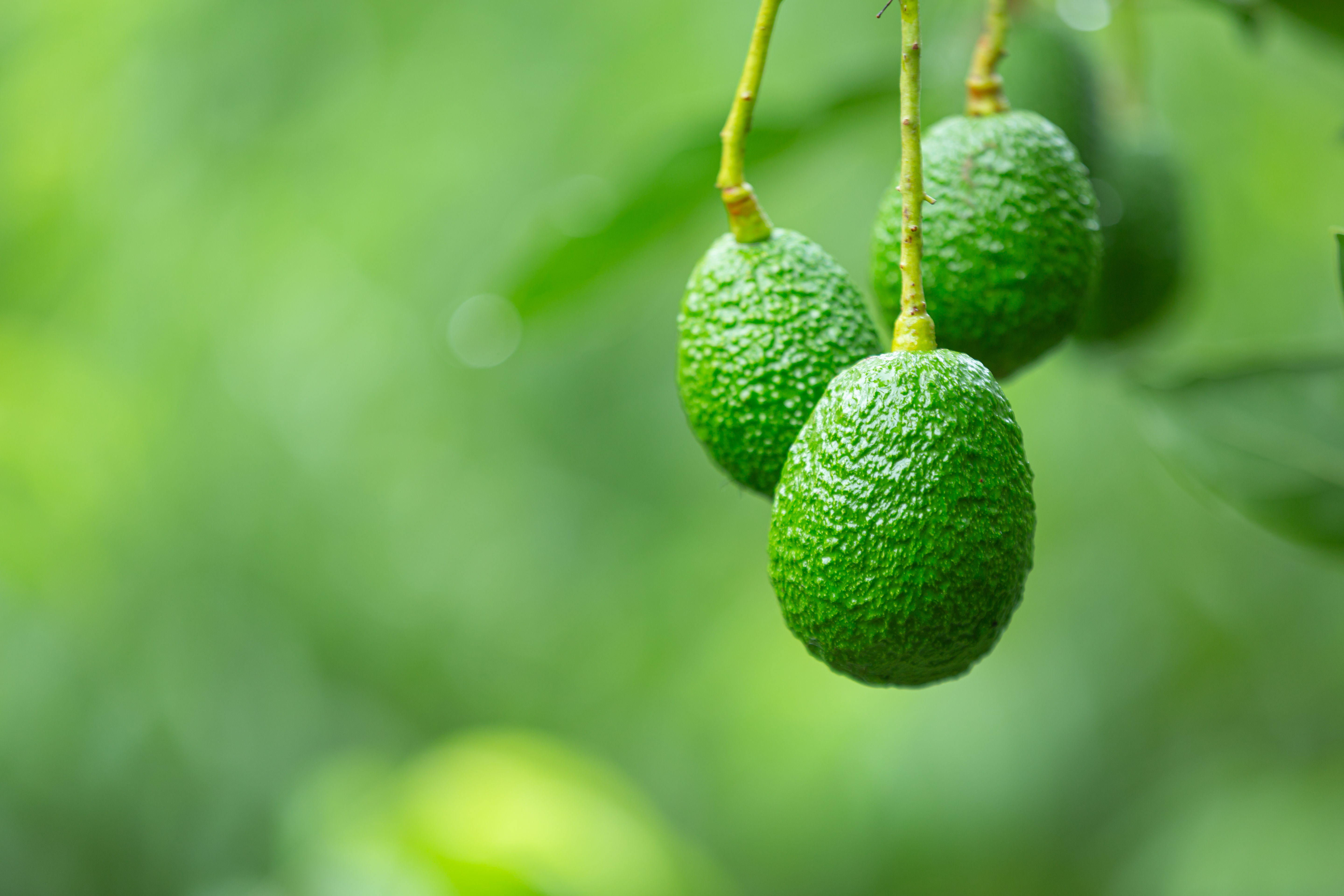 Avocado Global Demand